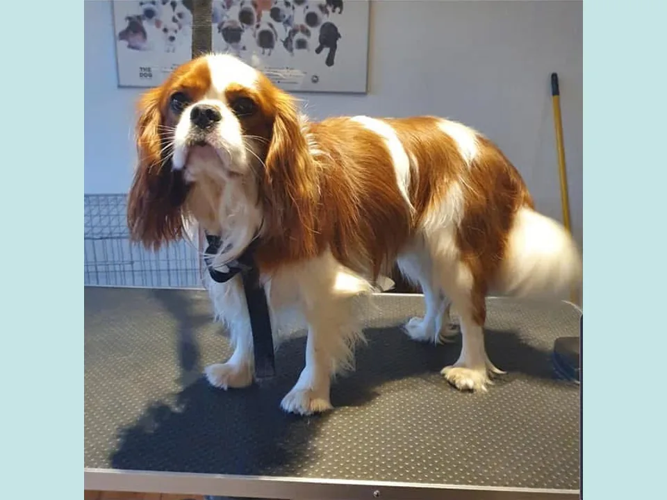 Cavalier King Charles-spaniël vóór de behandeling met lange bevedering