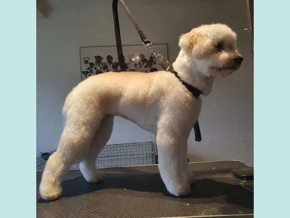 Doodle na de behandeling met een zachte, verzorgde knipbeurt