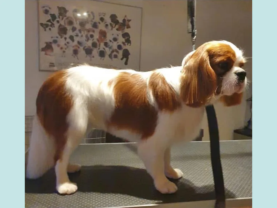 Cavalier King Charles Spaniel after treatment with a tidy, shorter style
