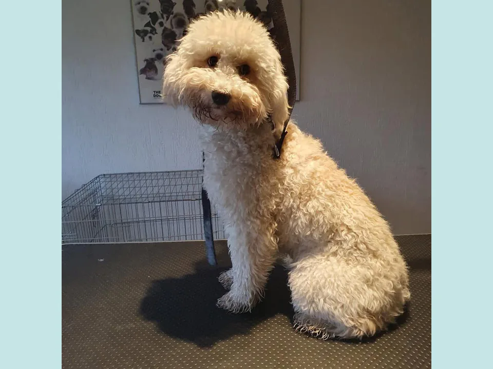 Doodle before treatment with a long, full curly coat